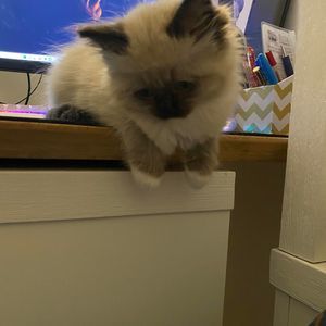 Meet your Posher, Jackson